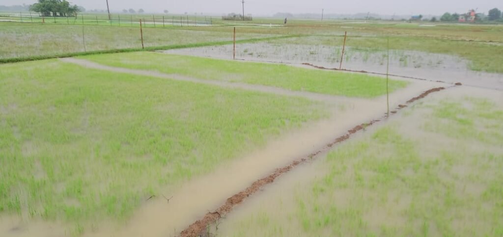 IMG-20250712-WA0102(1)