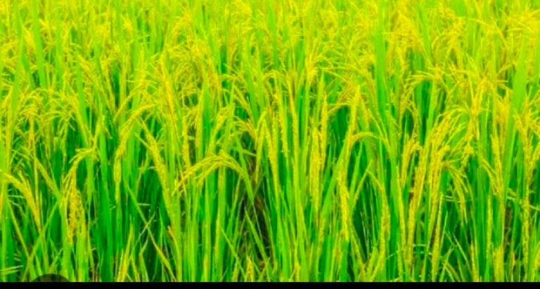 Screenshot_20250817_123656