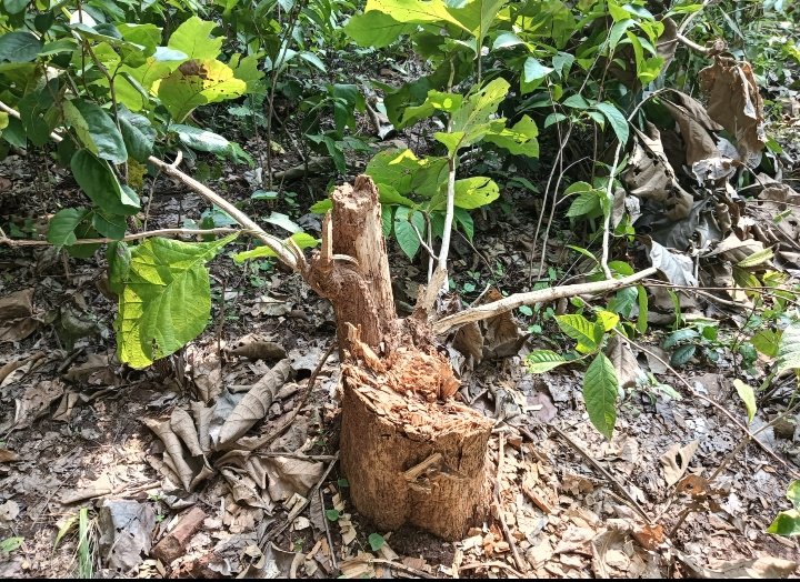 Screenshot_2025-10-23-10-31-25-24_6012fa4d4ddec268fc5c7112cbb265e7