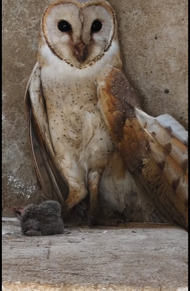 Screenshot_2025-10-23-20-01-57-28_6012fa4d4ddec268fc5c7112cbb265e7