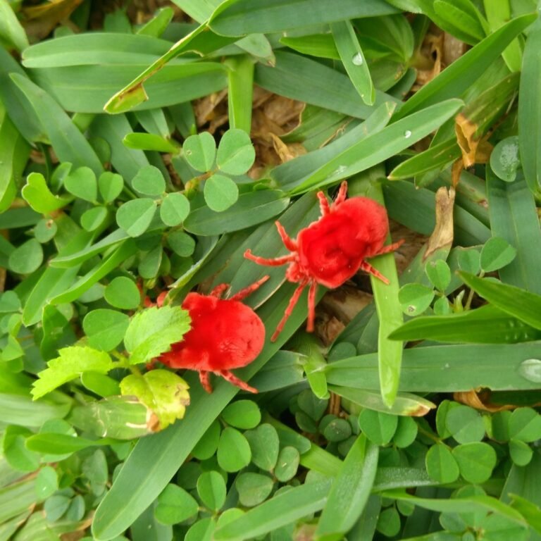 IMG-20260704-WA0016